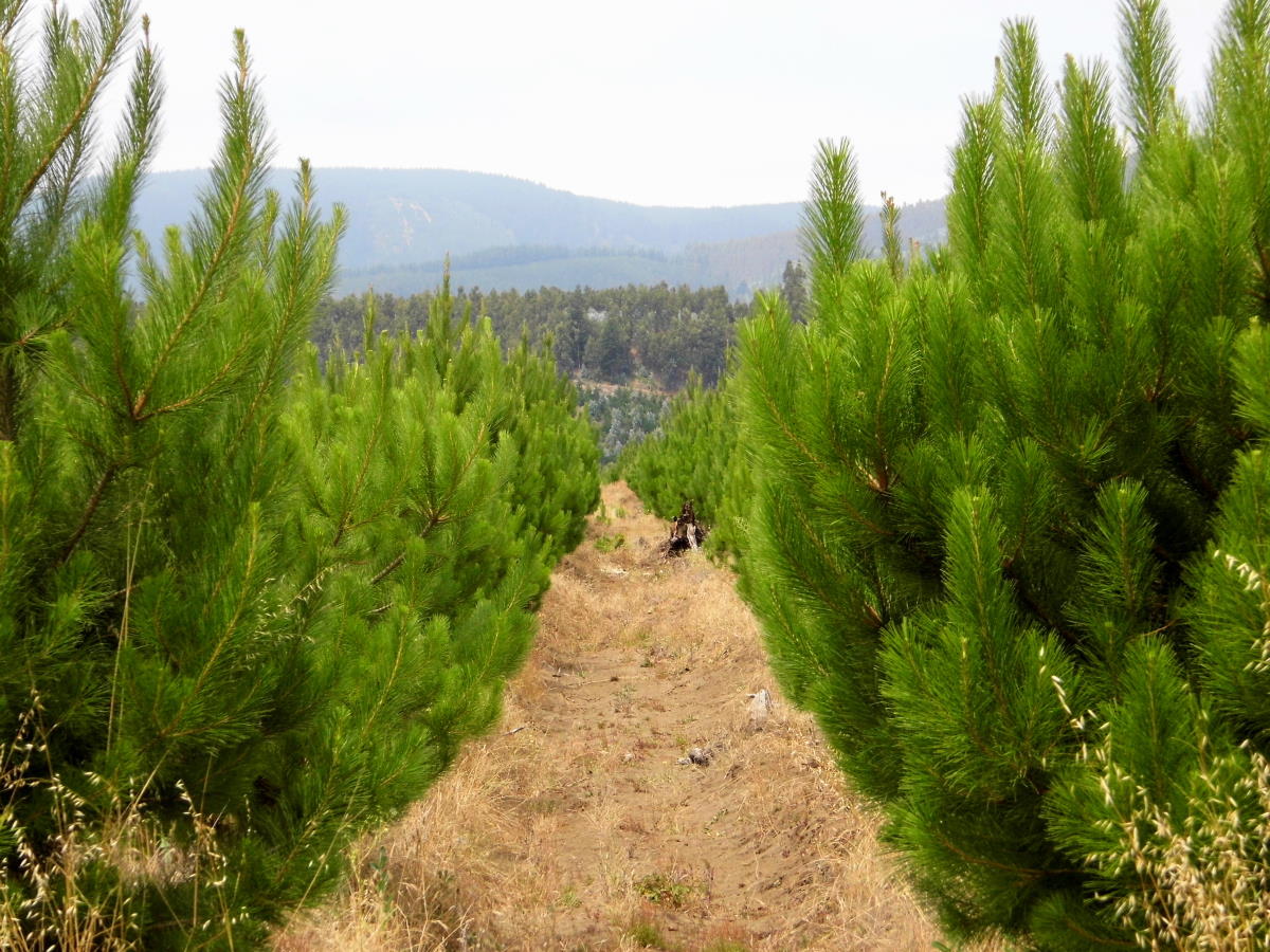 Especial planificación territorial | Los desafíos de una industria forestal sustentable